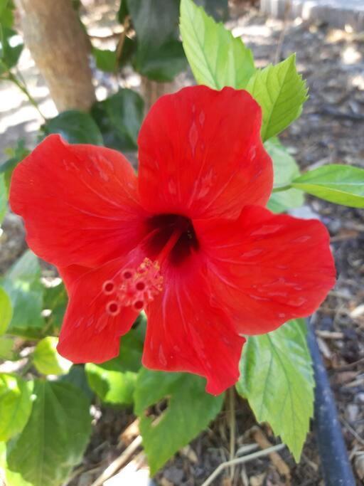 אפאנטו Hibiscus Green Apartments מראה חיצוני תמונה